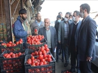 بازدید سرپرست فرمانداری اسلامشهر از میدان میوه و تره بار و فروشگاه رفاه/ تاکید حسین حبیبی بر ضرورت برخورد قانونی با گرانفروشی